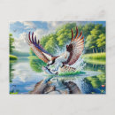 Search for ospreys postcards Wildlife