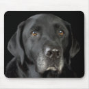 Search for black labradors electronics Puppies