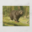 Search for tree trunk postcards Wild life
