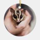 Search for sugar glider ornaments Animal