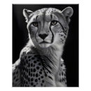 Recherche de wallpaper posters Animal