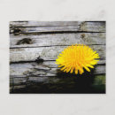 Recherche de pissenlit cartes postales Printemps