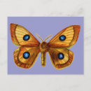 Recherche de taux cartes postales Papillon