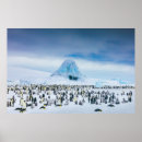 Search for emperor penguin posters Young animal