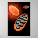 Search for mitochondria posters Biology