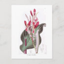 Search for canna postcards Botanical