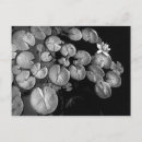 Recherche de lis blanc cartes postales Photographie