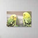 Search for parakeet canvas prints Green
