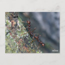 Recherche de fourmis cartes postales Pour tous
