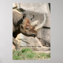 Recherche de rhino posters Animal