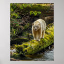 Search for danita delimont posters Bear