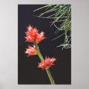 Search for bromeliad posters Nature