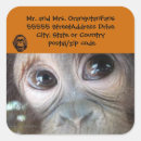 Search for ape stickers Conservation
