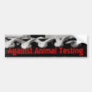 Search for test bumper stickers Bunny