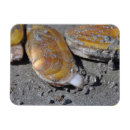 Recherche de palourde magnets Vie marine