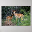 Search for differential posters Animal