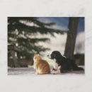 Recherche de pekin cartes postales Chien