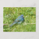 Search for bunting postcards Indigo