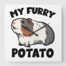 Search for guinea pig clocks Piggy