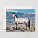 Search for mustang wild horses postcards Landscape