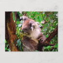 Search for marsupials postcards Bear