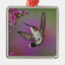 Recherche de hummingbird ornaments Vol