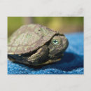 Recherche de tourterelles cartes postales Tortue