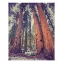 Recherche de sequoia posters Parc