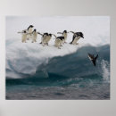 Recherche de adelie penguin posters Animal