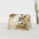Recherche de blue jay birthday cards Faune