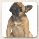 Recherche de bruxelles dessous de verres Chien