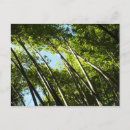 Recherche de bambous cartes postales Vert