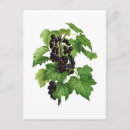 Recherche de casiers cartes postales Cassis