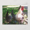 Search for barn horizontal postcards Chicken