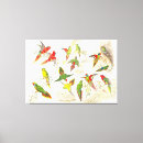 Search for lorikeets posters Parrots