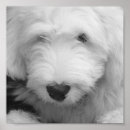 Search for sheep dog posters Old english sheepdog