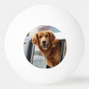 Search for pet dog ping pong balls Retriever