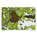 Search for api posters Apis mellifera