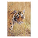 Search for endangered tigers posters Wildlife