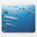 Search for barracuda electronics Underwater