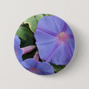 Search for glories buttons Morning glory