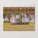 Search for hazard postcards Alligator