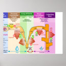 Search for kidney art Nephron