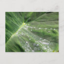 Recherche de congé cartes postales Nature