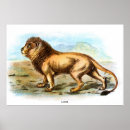 Search for lion brown posters Landscape