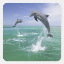 Search for bottlenose stickers Wildlife