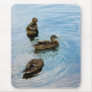 Search for duck mousepads Feathers