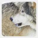 Search for timber wolf stickers Mammal