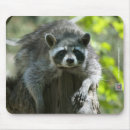 Search for raccoon mousepads Cute