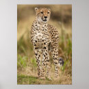 Search for game reserve art Joe